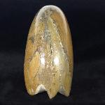 Manticoceras cf. intumescens (BEYRICH 1837) - Bild &copy; FossNet FossilienStore